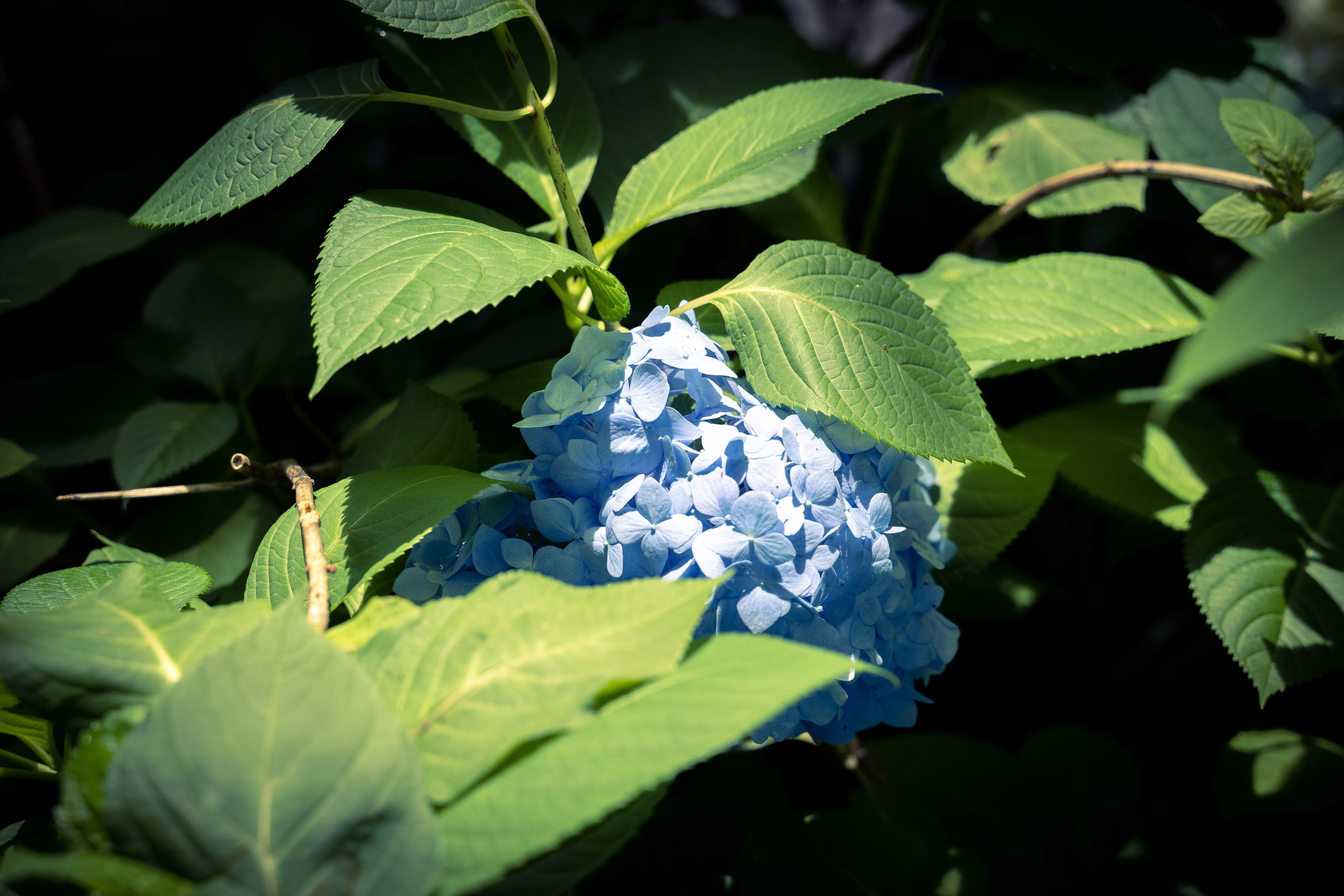 Tranquil Blue Hydrangea Surrounded by Verdant Foliage